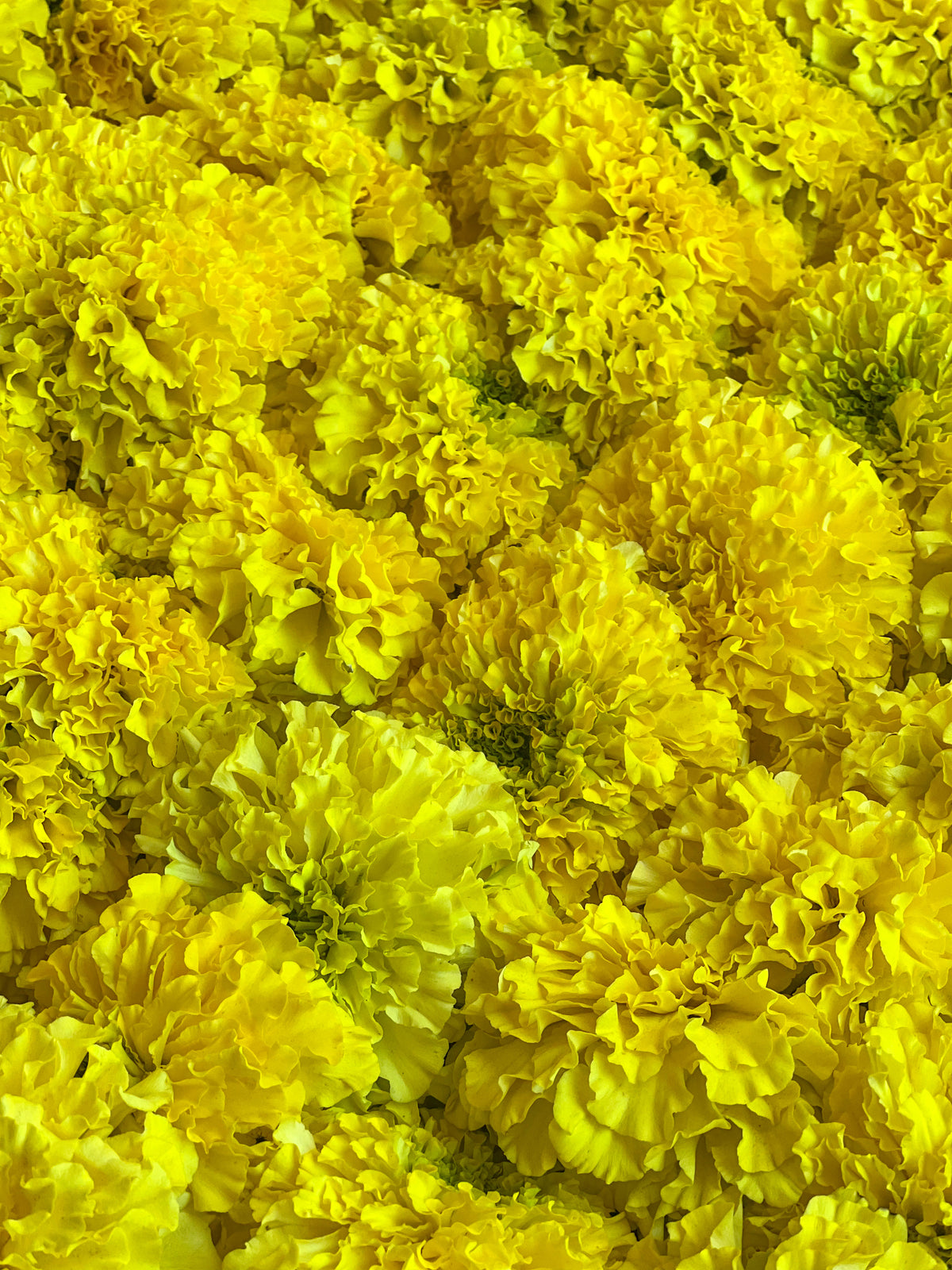 Yellow Marigold Garland Kit