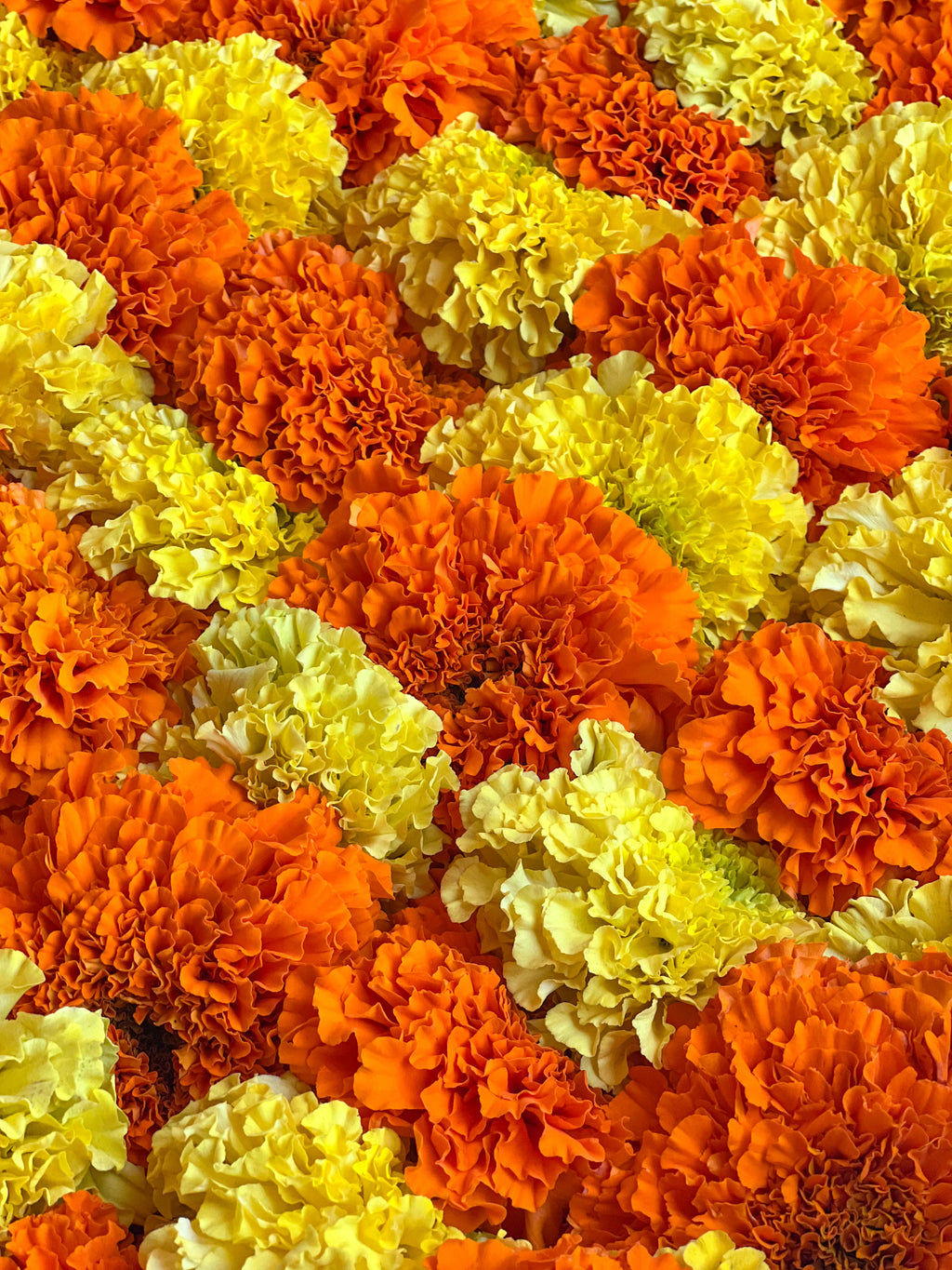 Marigold Garland Kit