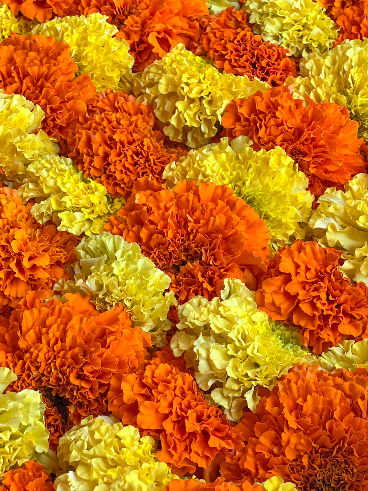 Marigold Garland Kit