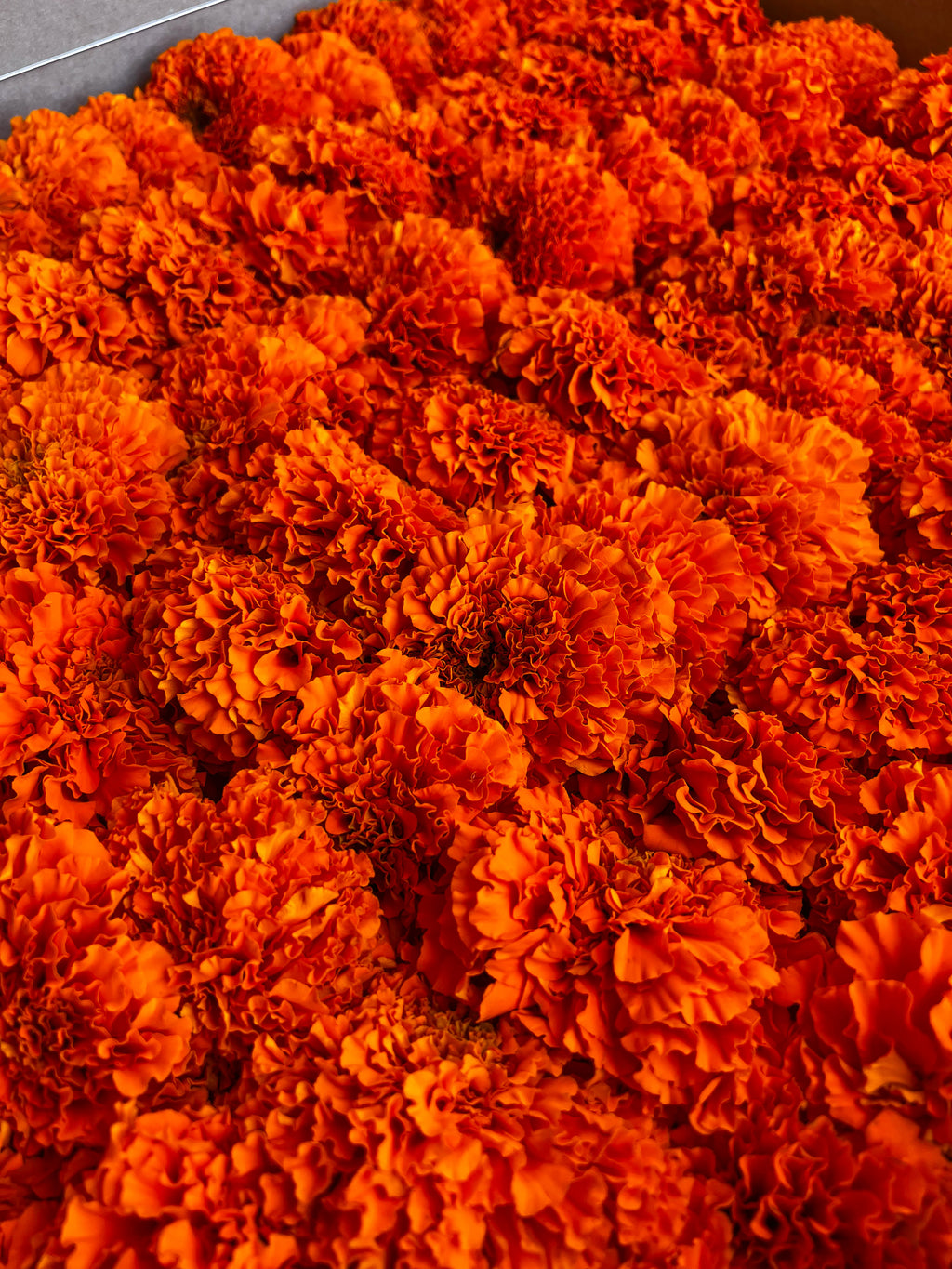 Orange Marigold Garland Kit