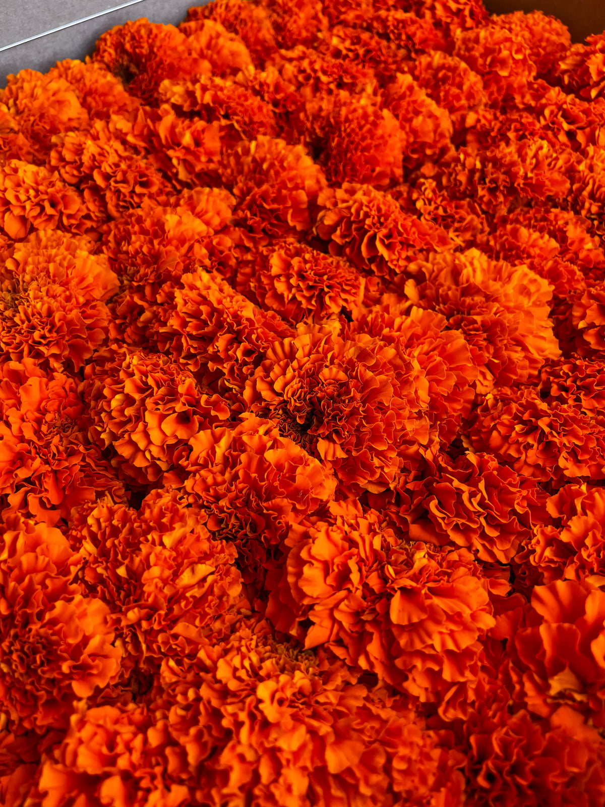 Orange Marigold Garland Kit
