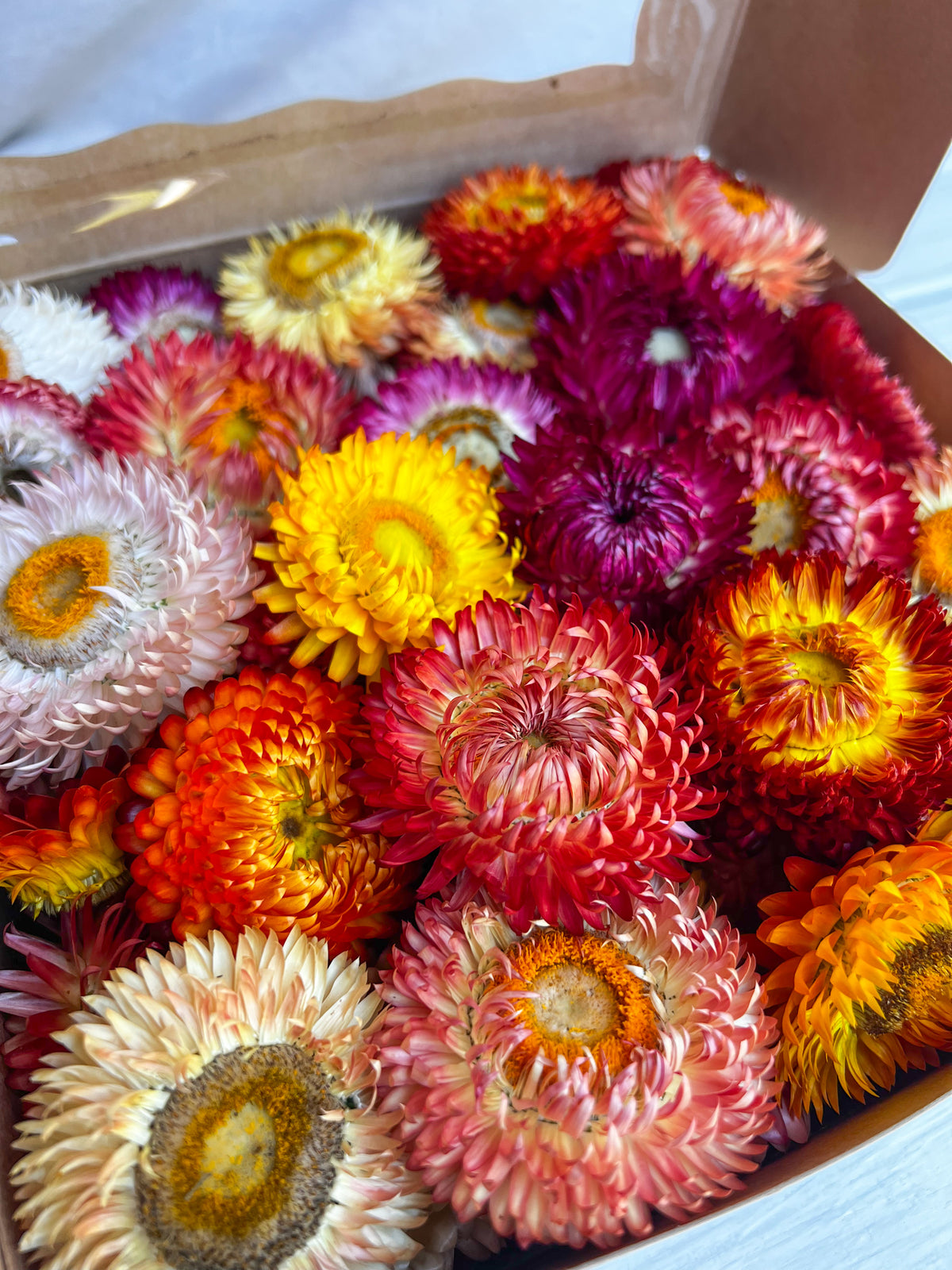 Strawflower Box