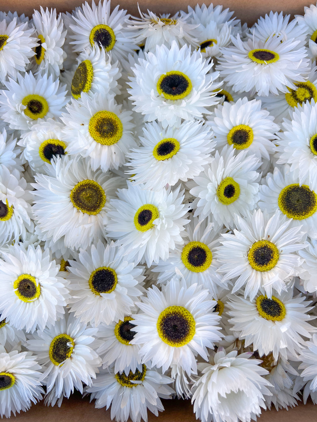 Paper Daisy Box